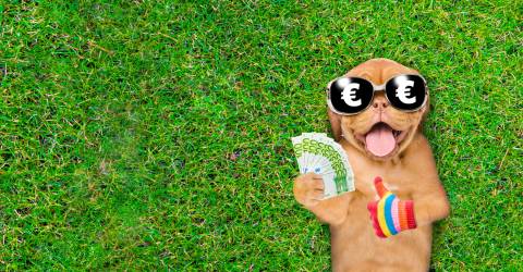 Puppy met zonnebril ligt op het gras met geld in zijn poot en duim omhoog